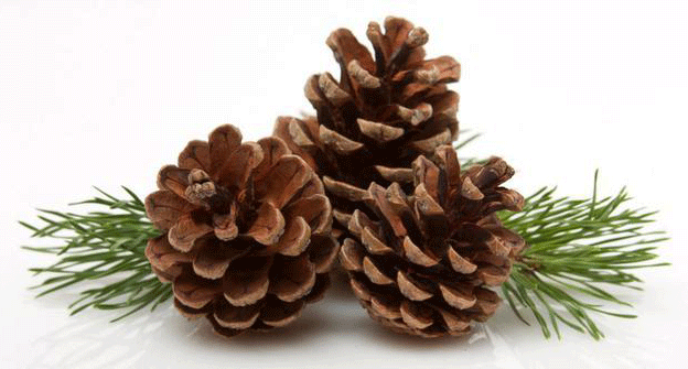 manfaat-pinus-merah